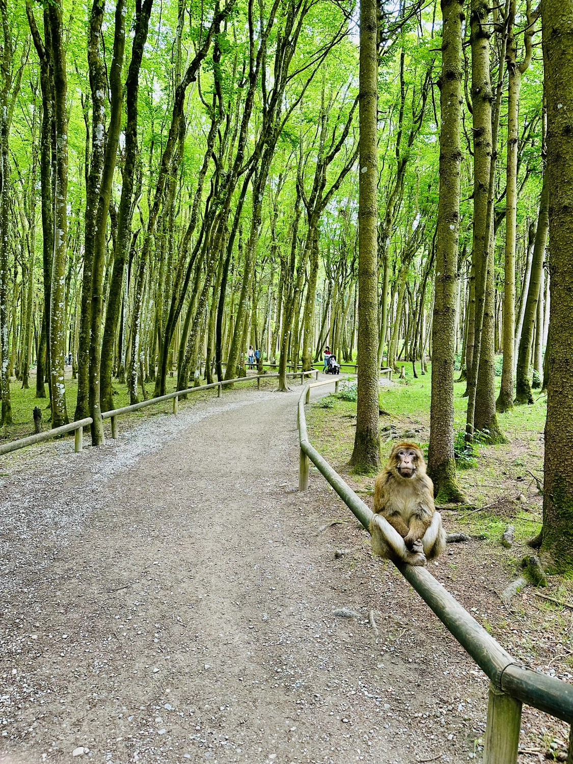Holzbrücke über Wasser mit Hütten am Ufer in Uhldingen Mühlhofen, ideal für Luxus-Ferienwohnungen am Bodensee.