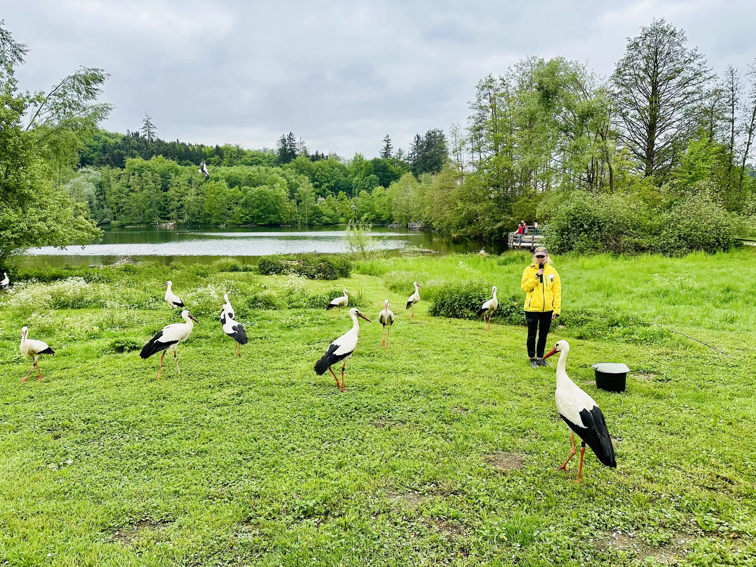 Holzbrücke über Wasser mit Hütten am Ufer in Uhldingen Mühlhofen, ideal für Luxus-Ferienwohnungen am Bodensee.